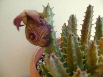 Stapelia hb. comparabilis