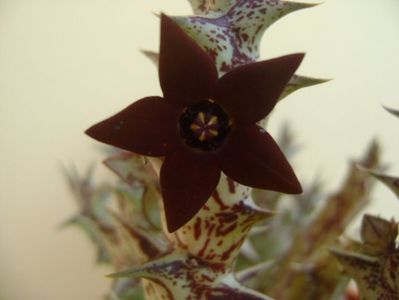 Orbea decaisneana hb.