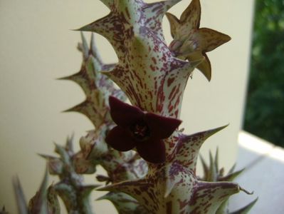 Orbea decaisneana hb.