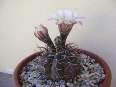 Gymnocalycium ochoterenae v. cinereum