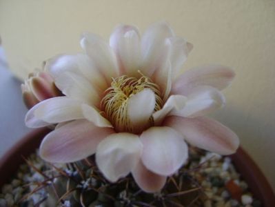 Gymnocalycium ochoterenae v. cinereum