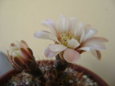 Gymnocalycium ochoterenae v. cinereum