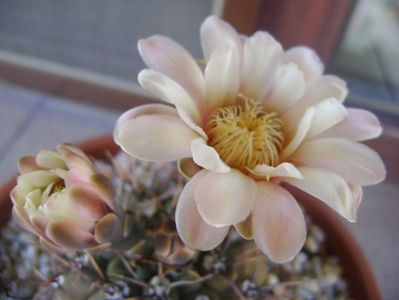 Gymnocalycium ochoterenae v. cinereum