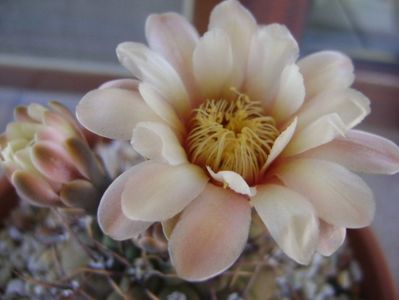 Gymnocalycium ochoterenae v. cinereum