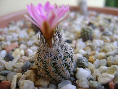 Turbinicarpus dickisoniae