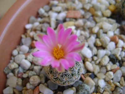 Turbinicarpus dickisoniae