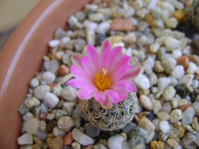 Turbinicarpus dickisoniae