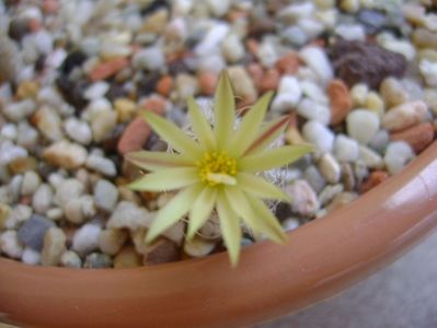 Turbinicarpus krainzianus v. minimus