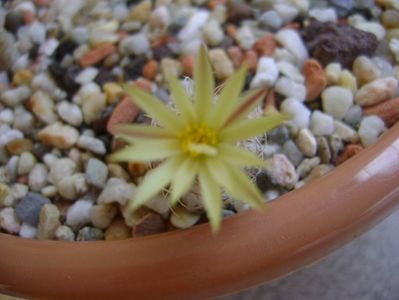 Turbinicarpus krainzianus v. minimus