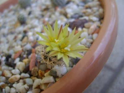 Turbinicarpus krainzianus v. minimus