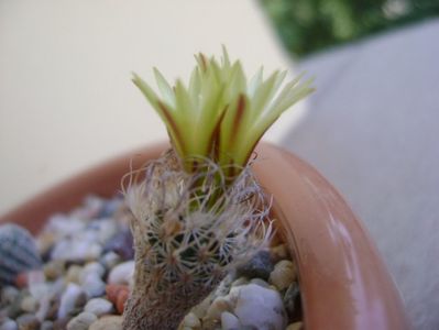 Turbinicarpus krainzianus v. minimus