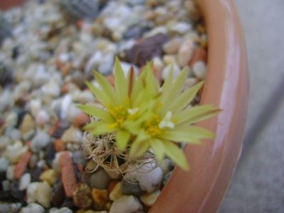 Turbinicarpus krainzianus v. minimus