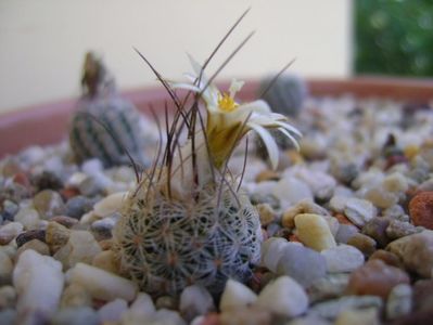 Turbinicarpus krainzianus v. lausseri