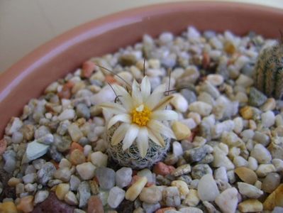 Turbinicarpus krainzianus v. lausseri