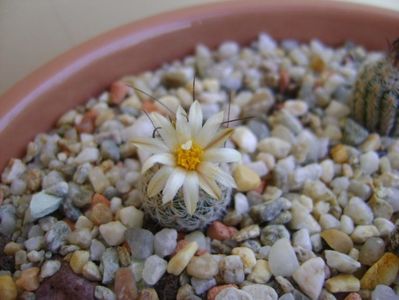 Turbinicarpus krainzianus v. lausseri