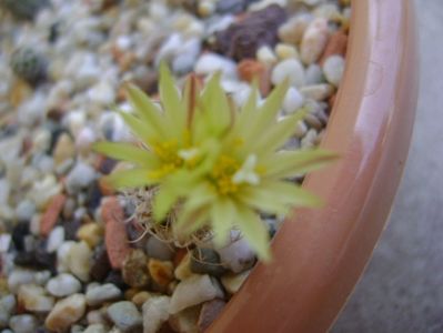 Turbinicarpus krainzianus v. minimus