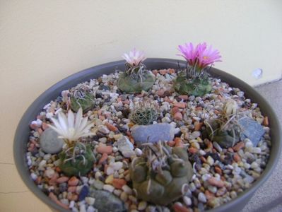 Grup de 7 Turbinicarpus; Turbinicarpus graminispinus
Turbinicarpus klinkerianus
Turbinicarpus schwarzii v. rubriflorus
Turbinicarpus pachystele
Turbinicarpus macrochele 
Turbinicarpus macrochele v. kupcakii
