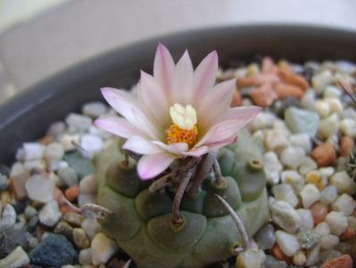 Turbinicarpus schwarzii v. rubriflorus