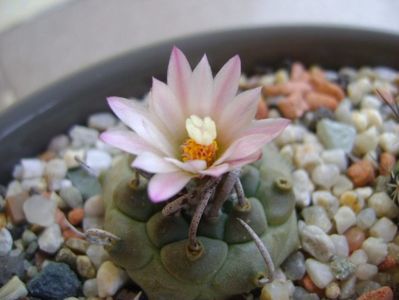 Turbinicarpus schwarzii v. rubriflorus