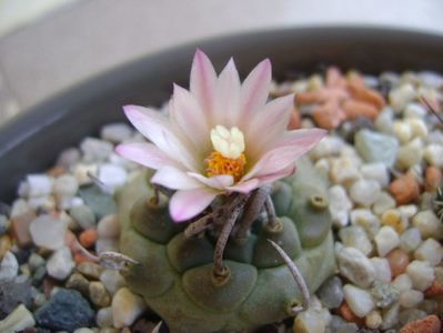 Turbinicarpus schwarzii v. rubriflorus