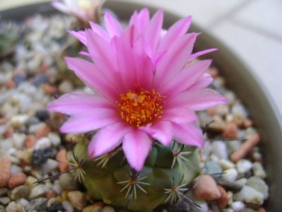 Turbinicarpus viereckii