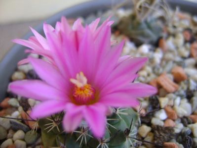 Turbinicarpus viereckii