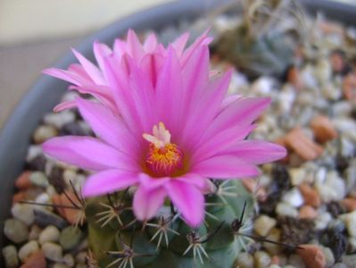 Turbinicarpus viereckii