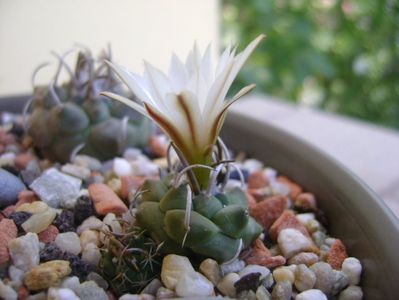 Turbinicarpus klinkerianus