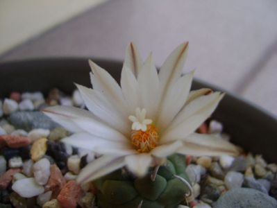 Turbinicarpus klinkerianus