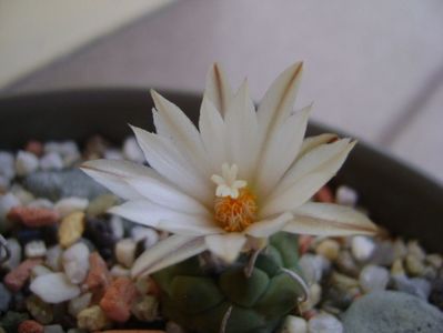 Turbinicarpus klinkerianus