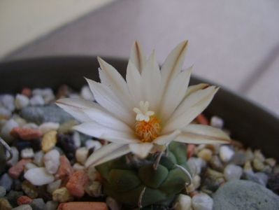 Turbinicarpus klinkerianus