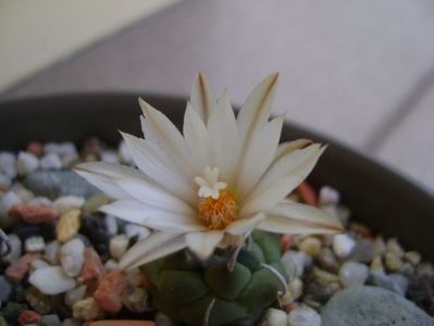 Turbinicarpus klinkerianus