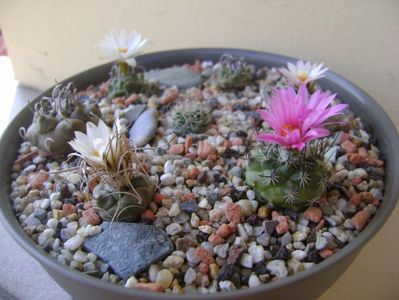 Grup de 7 Turbinicarpus; Turbinicarpus graminispinus
Turbinicarpus klinkerianus
Turbinicarpus schwarzii v. rubriflorus
Turbinicarpus pachystele
Turbinicarpus macrochele 
Turbinicarpus macrochele v. kupcakii
