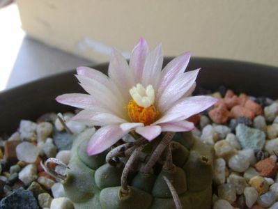 Turbinicarpus schwarzii v. rubriflorus