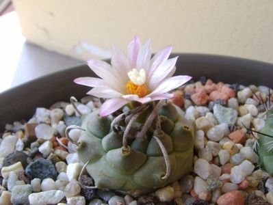 Turbinicarpus schwarzii v. rubriflorus