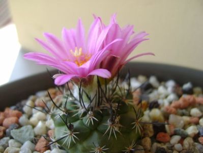 Turbinicarpus viereckii