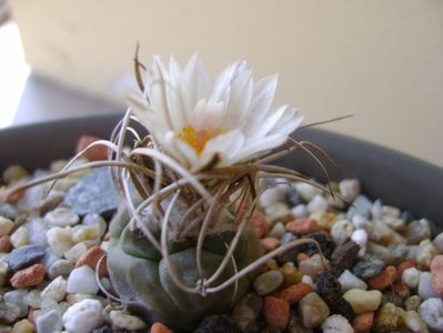 Turbinicarpus macrochele v. kupcakii