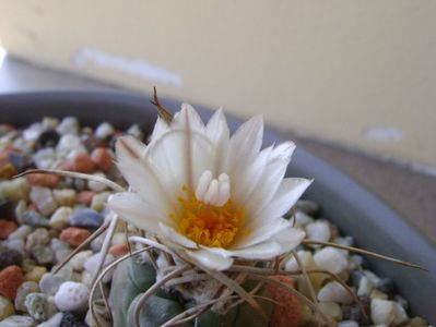 Turbinicarpus macrochele v. kupcakii