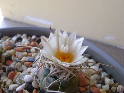 Turbinicarpus macrochele v. kupcakii