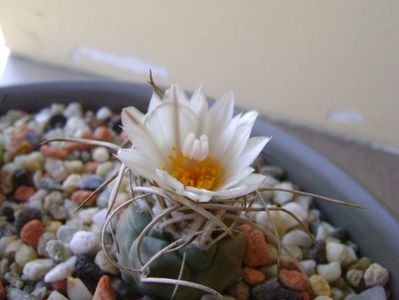 Turbinicarpus macrochele v. kupcakii