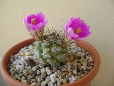 Mammillaria schumannii v. globosa