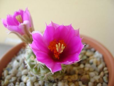 Mammillaria schumannii v. globosa