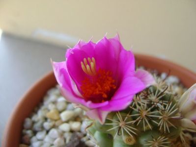 Mammillaria schumannii v. globosa