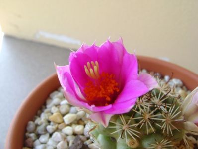 Mammillaria schumannii v. globosa