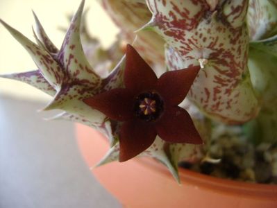 Orbea decaisneana hb.