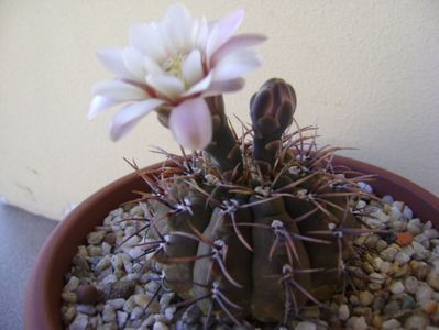 Gymnocalycium ochoterenae v. cinereum