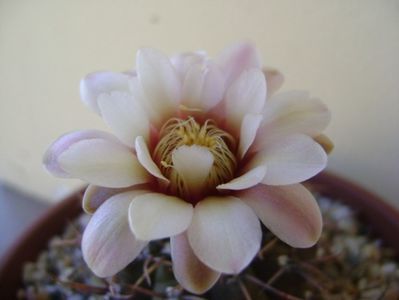 Gymnocalycium ochoterenae v. cinereum