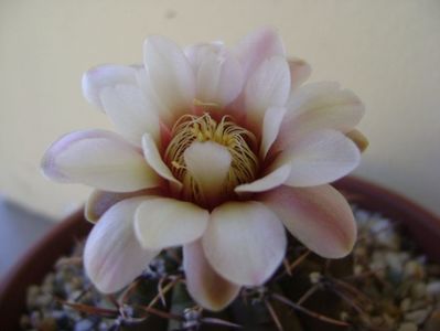 Gymnocalycium ochoterenae v. cinereum