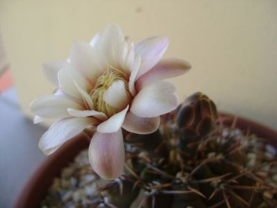 Gymnocalycium ochoterenae v. cinereum