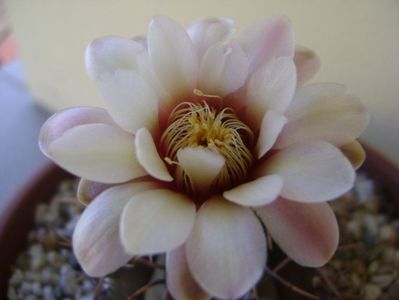 Gymnocalycium ochoterenae v. cinereum